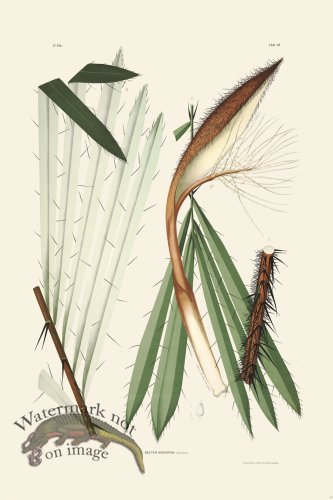 (image for) Rodrigues Palm Front 054