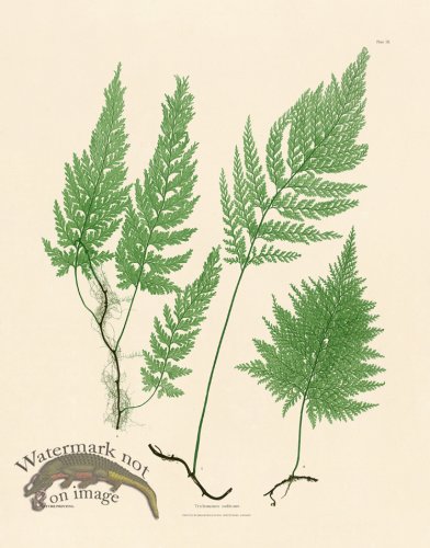(image for) Bradbury Fern 03