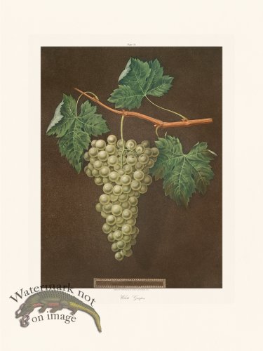 (image for) Brookshaw Fruit 18