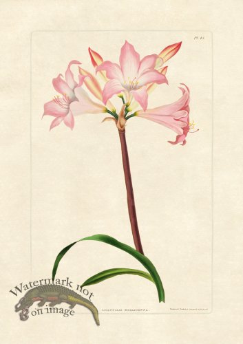 (image for) Edward bury 45