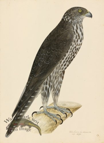GYR FALCON . PL 13