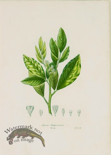 (image for) Poiteau Citrus 27