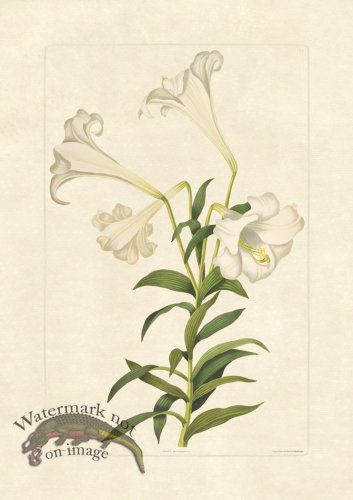 (image for) Edward bury 8