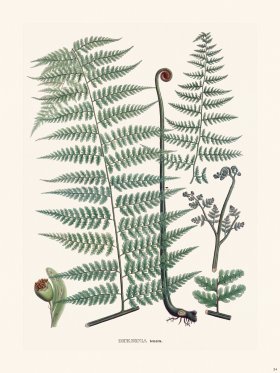 Ferns of Brazil 34