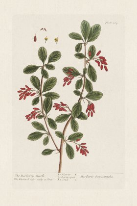 BEE 165 The Barberry Bush