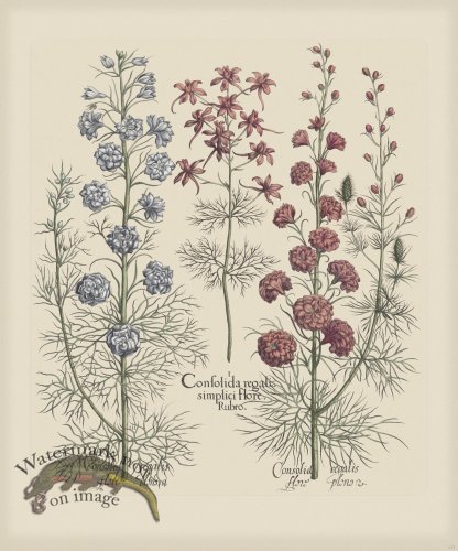 (image for) Besler 177 Colored B2