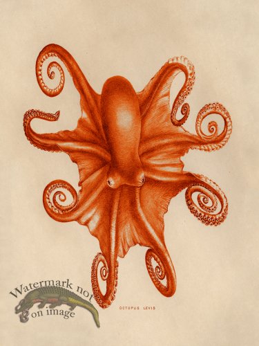 (image for) Octopus Orange 03