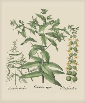 Besler 285 Colored B2