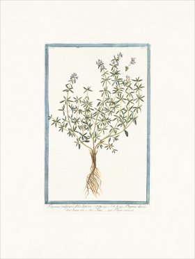 Bonelli 268 Garden Thyme