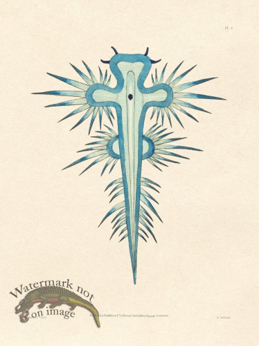 (image for) Shaw Nodder SL 04