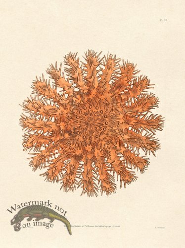 (image for) Shaw Nodder SL 12