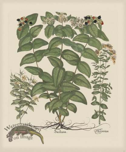 (image for) Besler 247 Colored B2