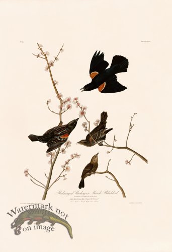 (image for) 067 Red winged Starling