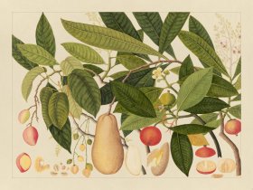 Andalas Botanicals 05