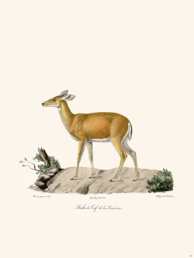 (image for) Cuvier 022 Louisiana Deer