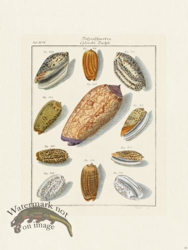 (image for) Martini Shells 024