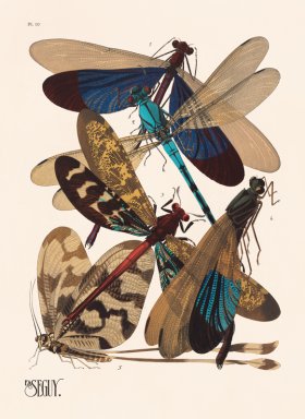Seguy Bug 10