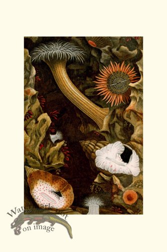 (image for) Underwater 20