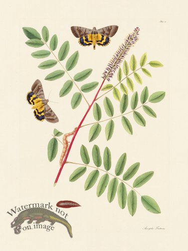 (image for) Abbot Butterfly 089