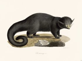 Cuvier 197 Black Binturong