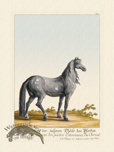 (image for) Ridingers Horses 02