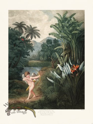 (image for) 03 Cupid