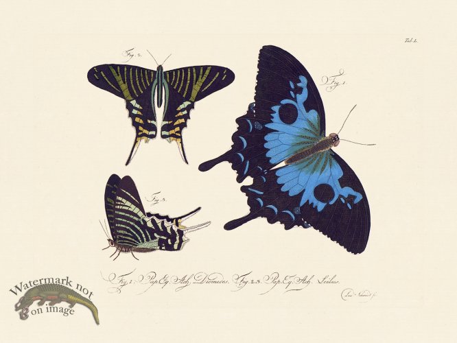 (image for) Jablonsky Butterfly 050