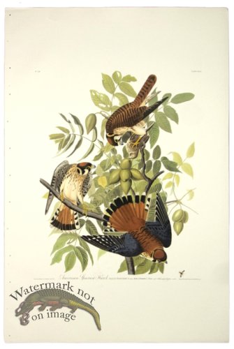 American Sparrow Hawk