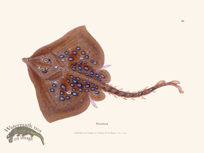 (image for) 060 Thornback