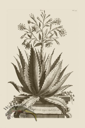 (image for) Abraham Munting 092