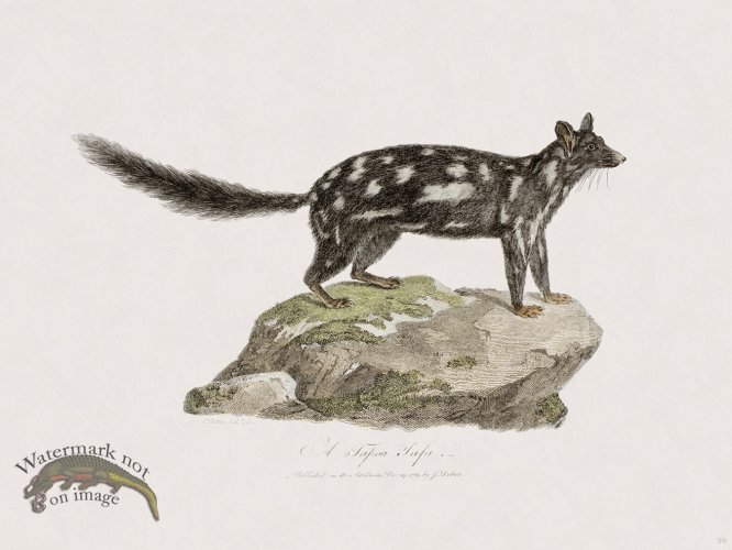 (image for) 59 New Holland Caffowary