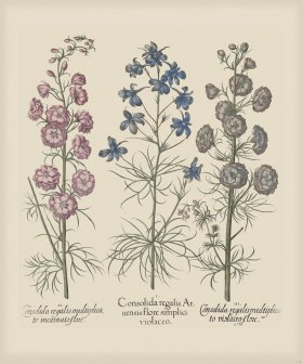 Besler 176 Colored B2