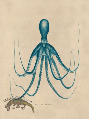 (image for) Octopus Teal 20