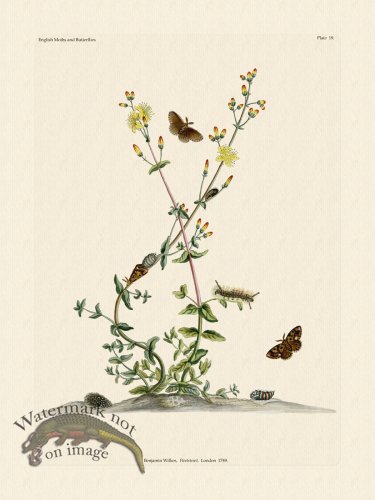 (image for) Wilkes Butterflies 019