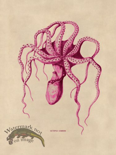 (image for) Octopus Pink 45