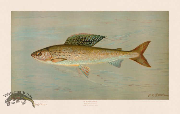 (image for) Michigan Grayling