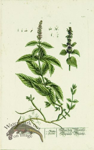 Blackwell German 075