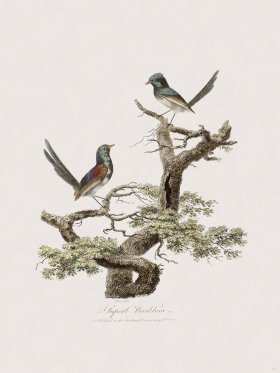 41 New Holland Caffowary