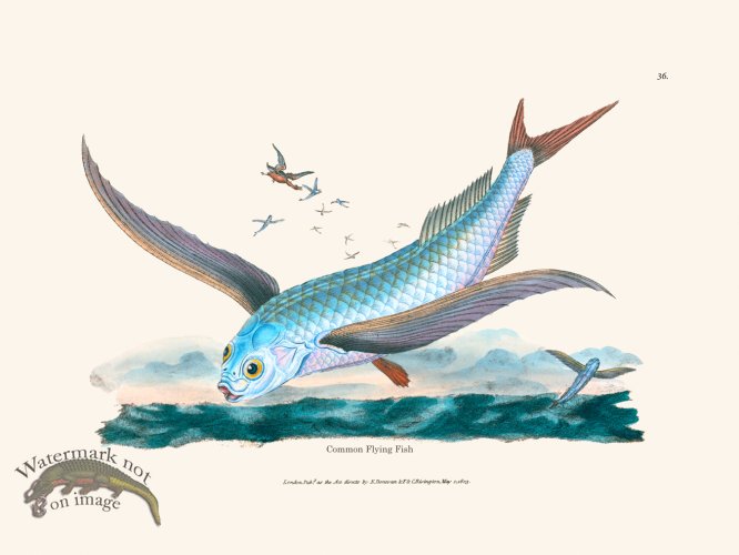 (image for) 036 Common Flying Fish