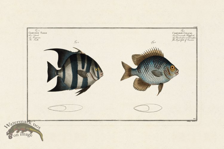 (image for) BLOCH FISH 212