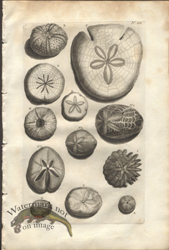 (image for) Rumphius 14