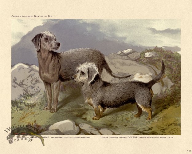 (image for) Cassell Dog 10