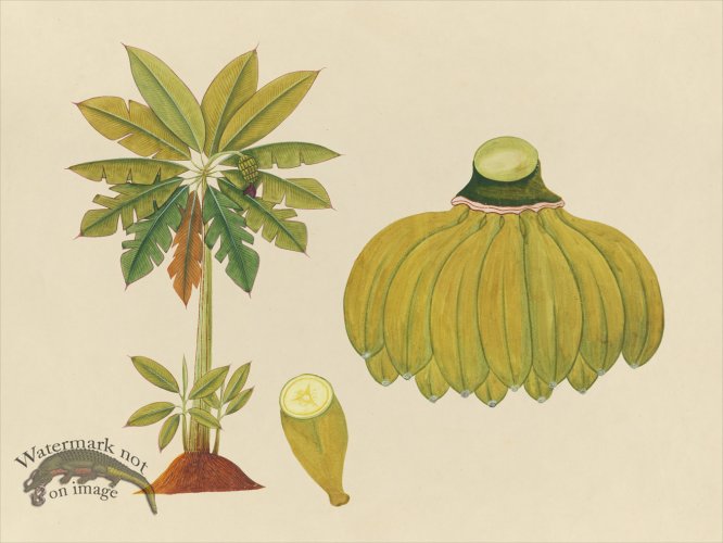 (image for) Far East Fruit and Flowers 36