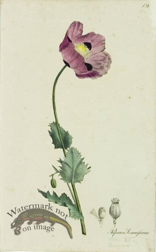 (image for) 1828_Gmp 006