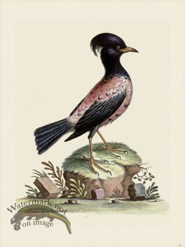 (image for) Edwards 020 Rose Ouzel