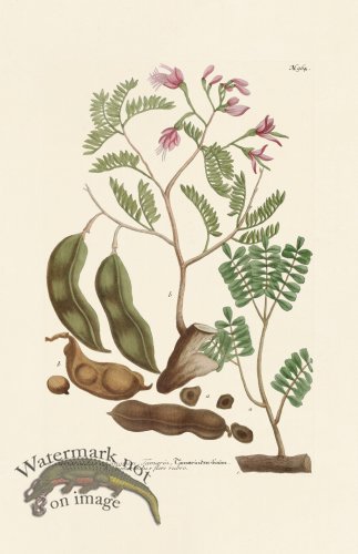 (image for) Weinmann PL 964