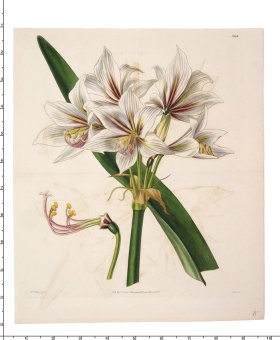 Curtis Botanical 078