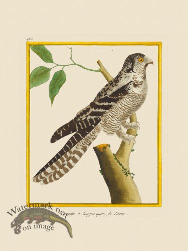 (image for) Martinet Bird 463