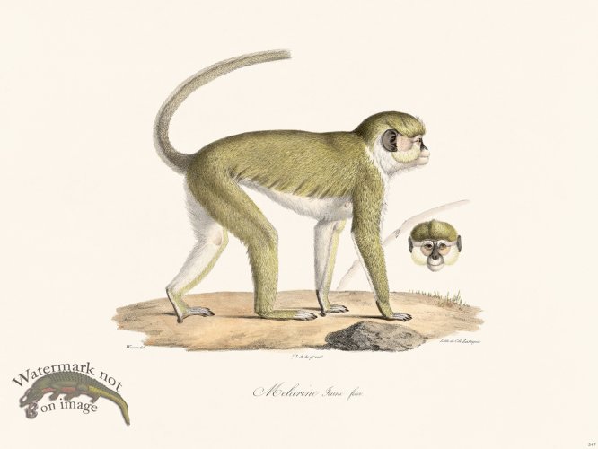 (image for) Cuvier 347 Melarine Young Fem