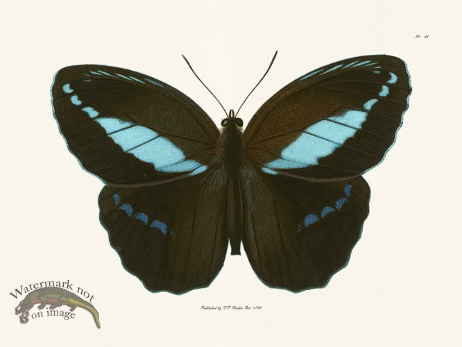 (image for) Nodder BF 45